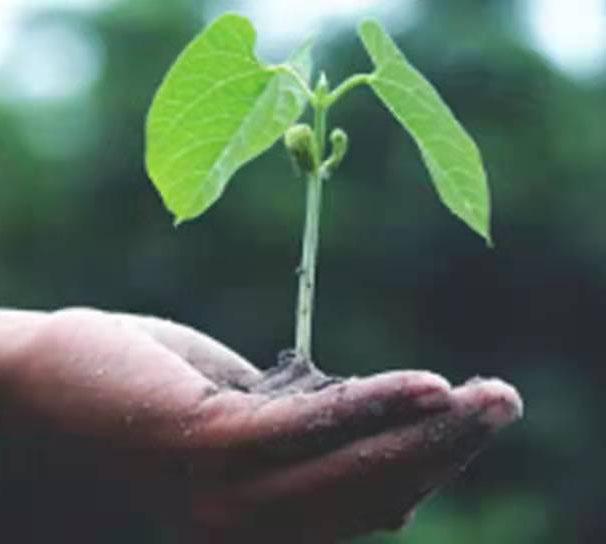植树节 | 每一颗树，，，，，，，，都是专心种下的希望